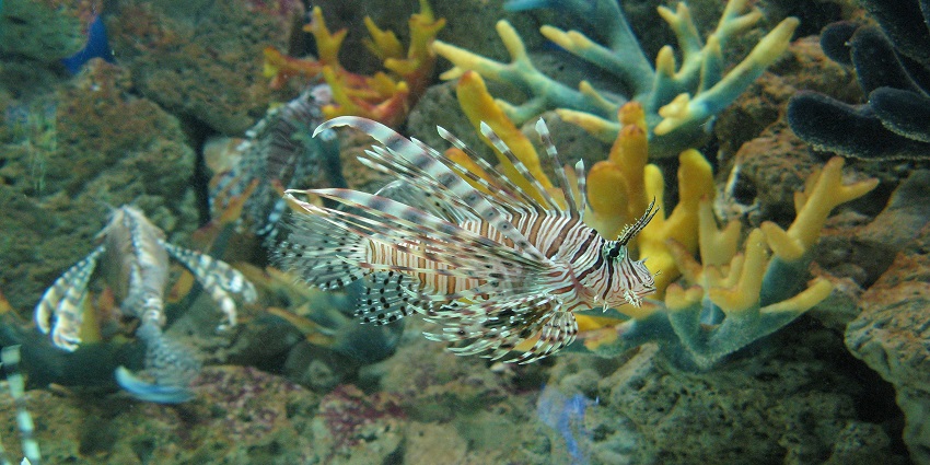 A picture of an aquarium tank at an aquarium with multiple fish swimming inside