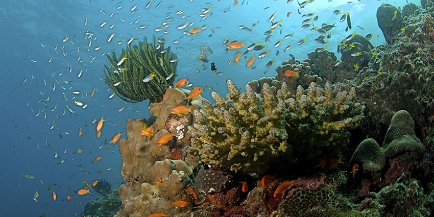 A crowd-favourite destination for scuba diving in Dubai