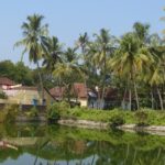 Houses along the lake surrounded by the lush green coconut trees in Mattancherry