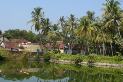 Houses along the lake surrounded by the lush green coconut trees in Mattancherry