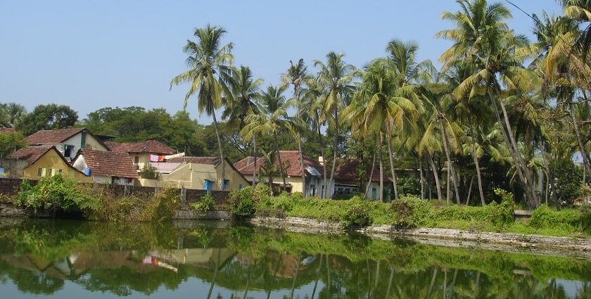 Houses along the lake surrounded by the lush green coconut trees in Mattancherry