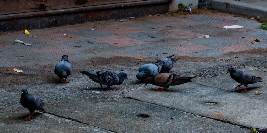 A mesmerising evening view of a few pigeons on the road feeding on their food together.