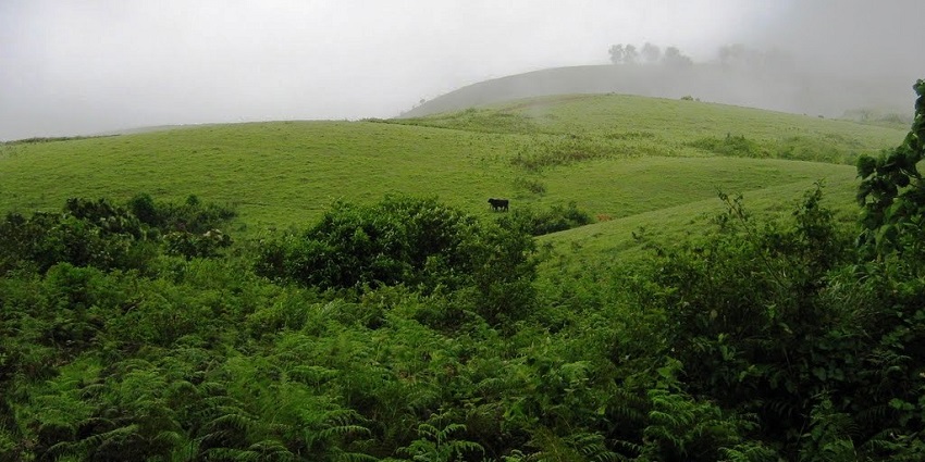 Stroll through the lush meadows of the region near the Vagamon Adventure Park, Kerala.