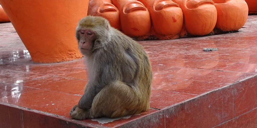 Monkey at Foot of Sculpture, feeding monkeys is fun and one of the best things to do.