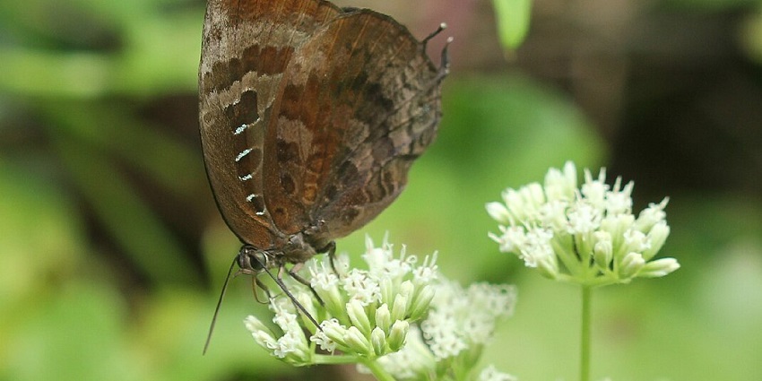 Mount Harriet park: One of the best wildlife sanctuaries in Andaman and Nicobar Islands.
