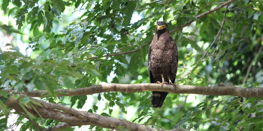 A picture of a serpent eagle resting on a tree branch at the Mount Harriet National Park