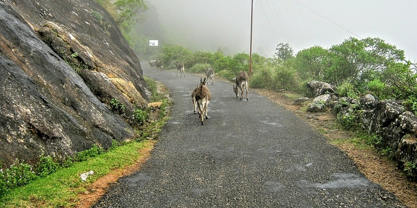 Unwind amidst the breathtaking natural beauty of Munnar for an immersive experience.