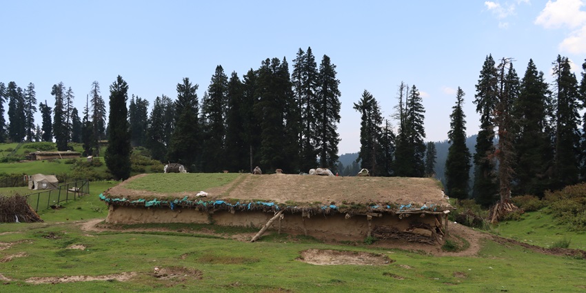Beautiful view of the Mudhouse with the backdrop of giant pine trees and green meadows