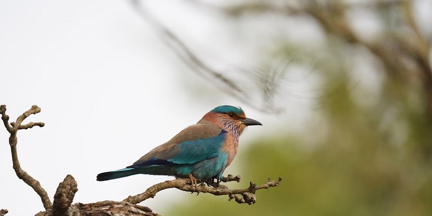 Do explore the Mudumalai Sanctuary, one of the best wildlife sanctuaries in India.