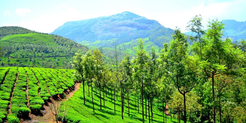 Munnar is one of the places to travel in Kerala as it is filled with lush tea plantations