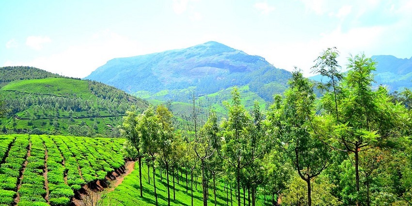 Explore the stunning hill stations of Munnar, as one of the best things to see in Kerala.