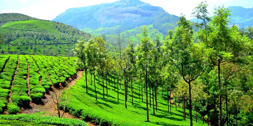 Trails passing through the enchanting hills of Munnar amidst the lush green forest