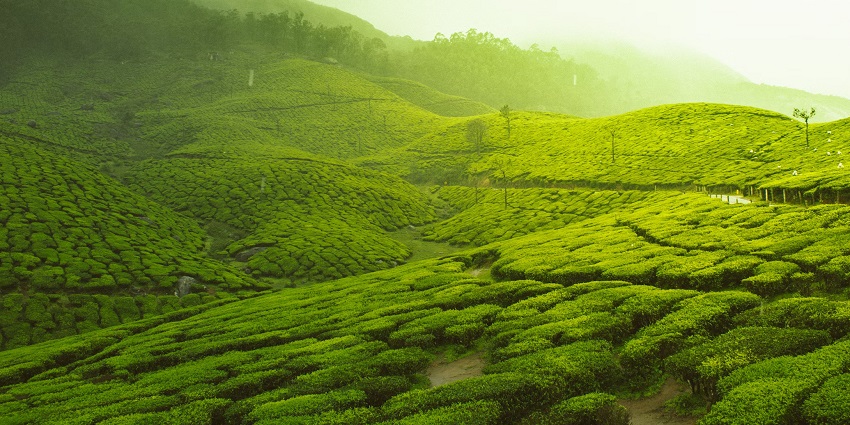 A mindblowing view of lush green tea plantations with trees around it during sunrise.