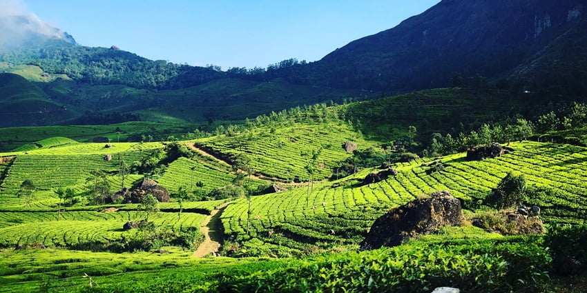 The lush green landscapes of Munnar, one of the places to visit in January in India