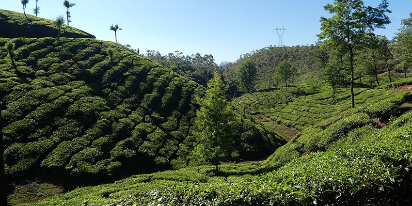 Aromatic Tea plantation in the hills of Munnar near the Njandirukki Waterfalls, Idukki
