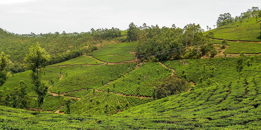 Munnar has direct access to the Neriamangalam Waterfalls, a major landmark ahead.