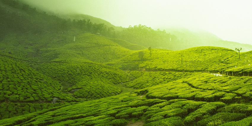 Munnar is one of the most ideal Kerala picnic spots to visit with friends and family.