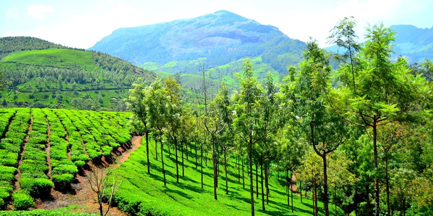 Scenic of Munar hills covered in Desne forest is one of the best places to visit in Kerala