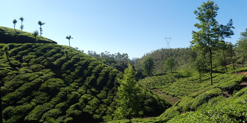 A picture of the scenic hill station of Munnar with tea plantations blooming all around