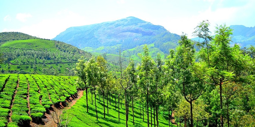 Lush green view of Munnar hill station - best places to visit in summer in India