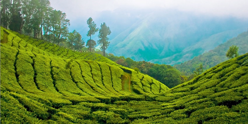 Picturesque rolling hills and tea plantations of Munnar - Places to visit near Kerala
