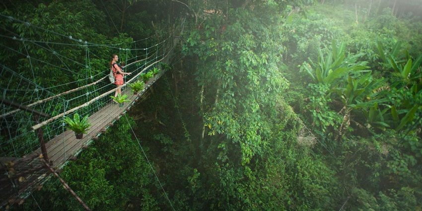 Stroll amidst the green lush forest and uncover the Munnar - Places to visit in Munnar
