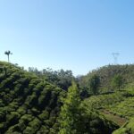 Relax among the tea plantations - one of the places to visit in Munnar with family.