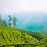 The high tea plantations of Munnar make it one of the places to see in January in India