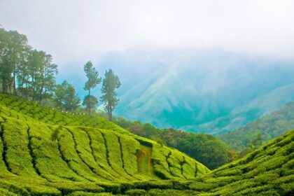 The high tea plantations of Munnar make it one of the places to see in January in India