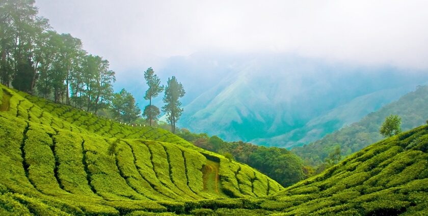 The high tea plantations of Munnar make it one of the places to see in January in India