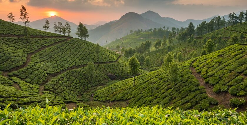 Scenic View of Green Lush hills of Munnar - Best places to Visit near Munnar.