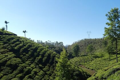 Relax among the tea plantations - one of the places to visit in Munnar with family.