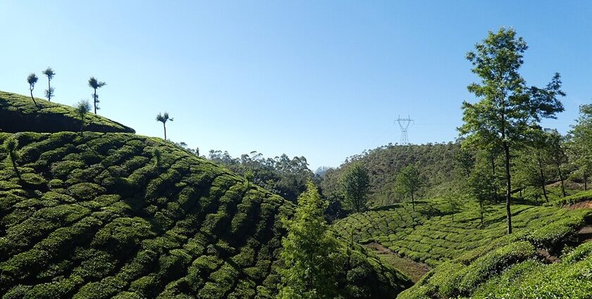 Relax among the tea plantations - one of the places to visit in Munnar with family.