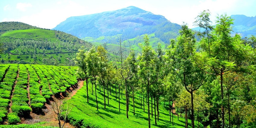 Munnar Hill Station is a popular tourist attraction near Neriamangalam Waterfalls.