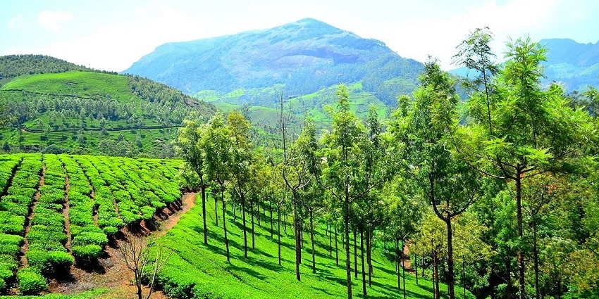 Witness the spectacular views at Munnar, one of the places to visit in Kerala with family.