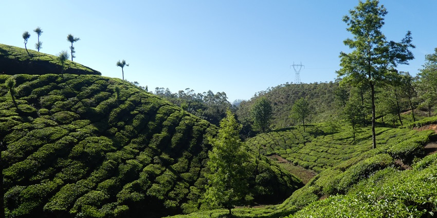 A scenic view of the vast tea plantations in Munnar with everything painted in nature’s green