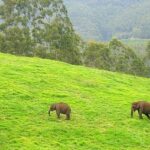 Group of wild elephants roaming in the green lush meadows of Munnar, Kerala