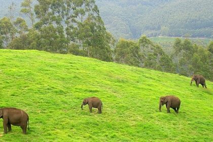 Group of wild elephants roaming in the green lush meadows of Munnar, Kerala