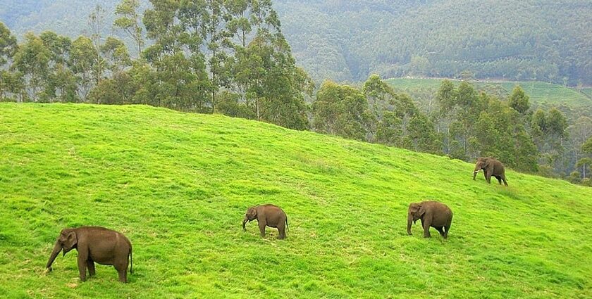 Group of wild elephants roaming in the green lush meadows of Munnar, Kerala