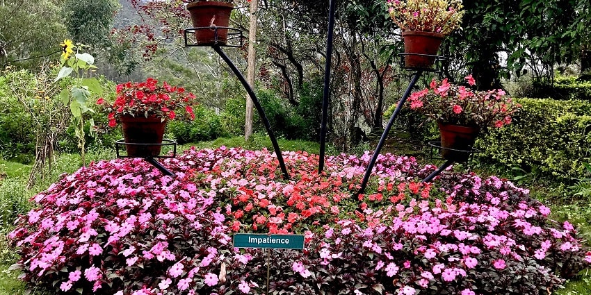 The flora at Munnar Rose Garden makes it one of the places to visit in Munnar for couples
