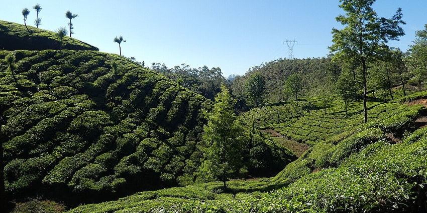 Explore the majestic hills on a sunny day in Munnar covered in Tea plantation