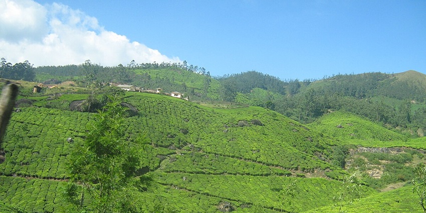 Witness the serene tea plantations - one of the places to visit in Munnar with family.