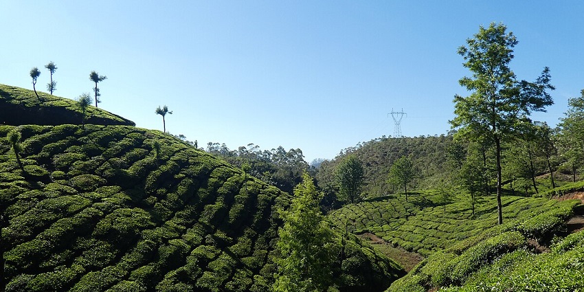 Breathe in and relax among the aromatic tea plantations of Munnar, Kerala, India.