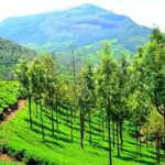 A view of the green pastures and hilly landscapes of Munnar, where you can go shopping