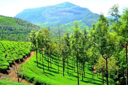 A view of the green pastures and hilly landscapes of Munnar, where you can go shopping