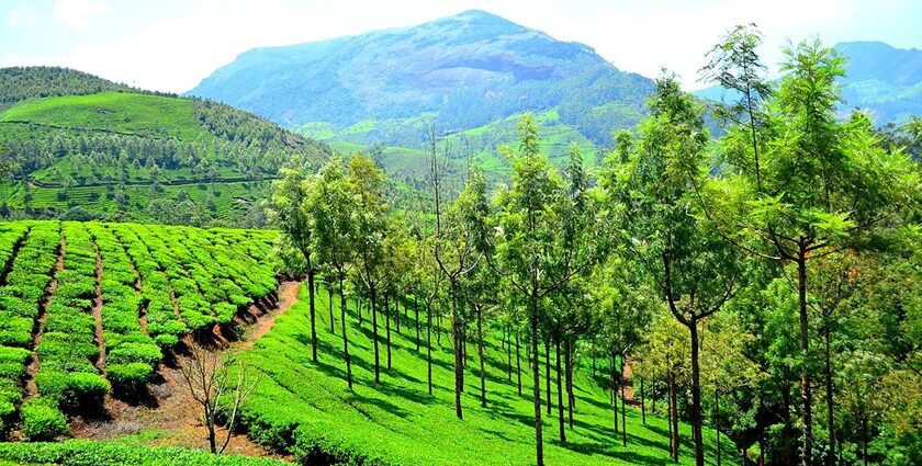 A view of the green pastures and hilly landscapes of Munnar, where you can go shopping