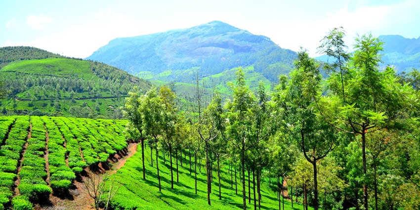 Munnar is one of the top places to see in Kerala for couples with its scenic hill estates