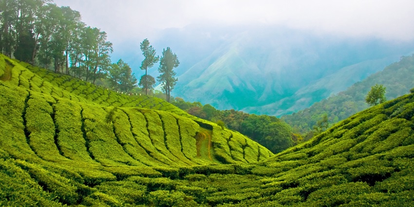 The valleys of Munnar puts it at top in the list of places to visit in summer in South India