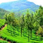 The best things to do in Munnar are so many that you will have great experiences.