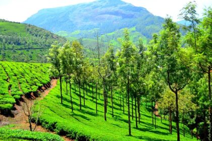 The best things to do in Munnar are so many that you will have great experiences.